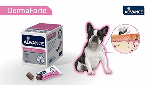 Supplément DermaForte pour animaux avec boîte et chien