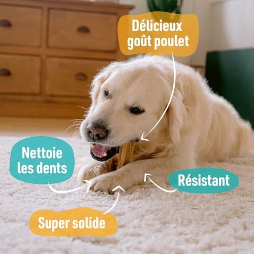 Chien mâchant un os dentaire