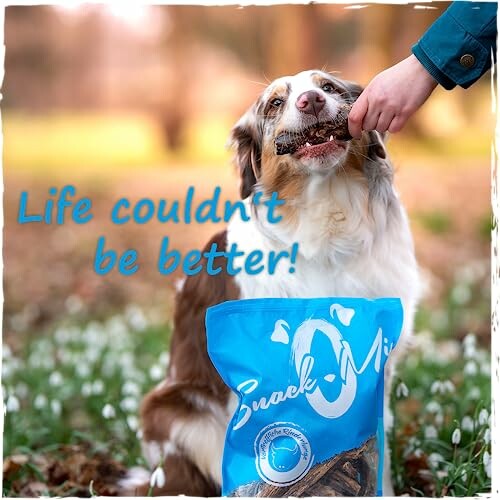 Chien mangeant une friandise dans un parc.