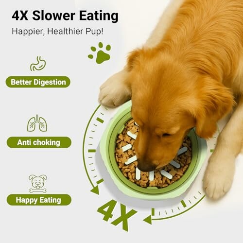 Chien mangeant dans un bol ralentisseur.