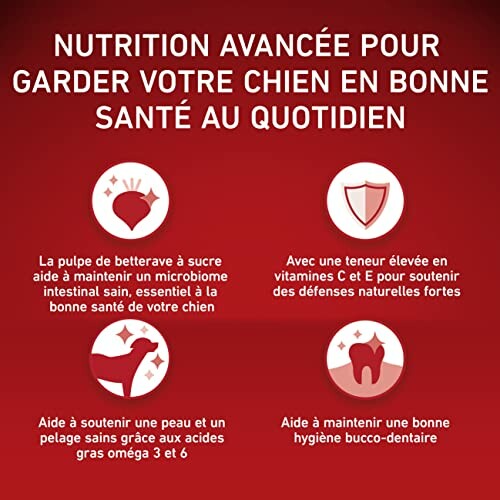 Nutrition avancée pour la santé quotidienne des chiens.